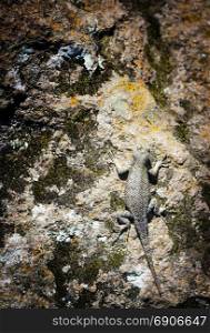 Brown Spiny Lizard on a rock wall