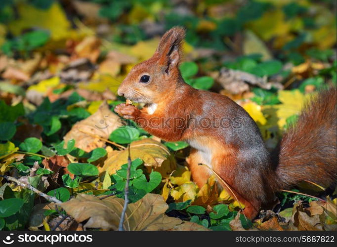 Brown squirrel eating nuts among the fallen leaves in autumn forest