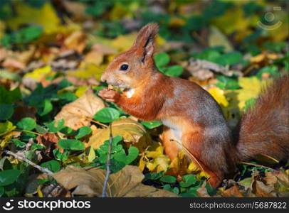 Brown squirrel eating nuts among the fallen leaves in autumn forest