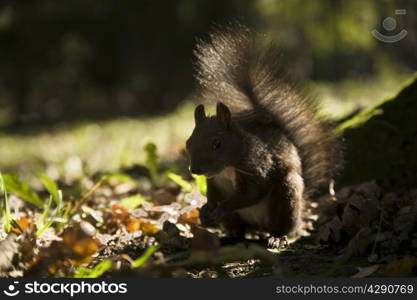 brown squirrel in autumn forest