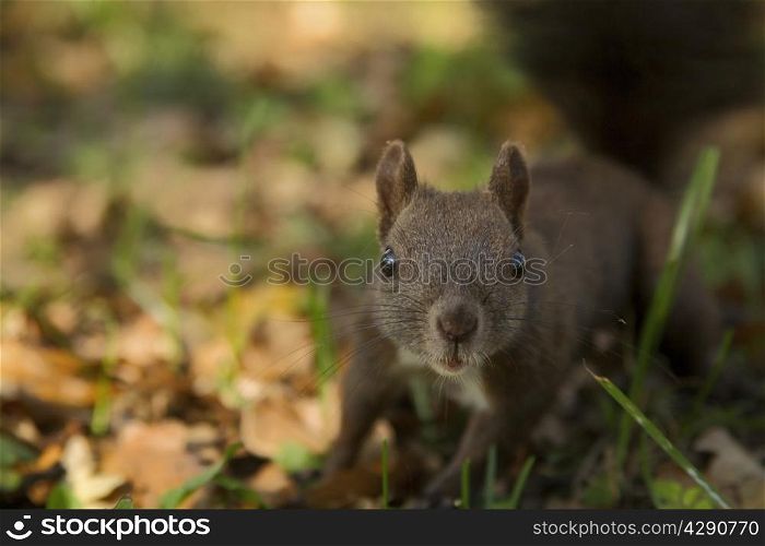 brown squirrel in autumn forest