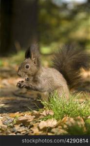 brown squirrel in autumn forest