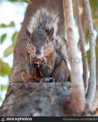 brown squirrel sitting on a tree branch eating a peanut.