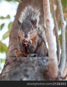 brown squirrel sitting on a tree branch eating a peanut.