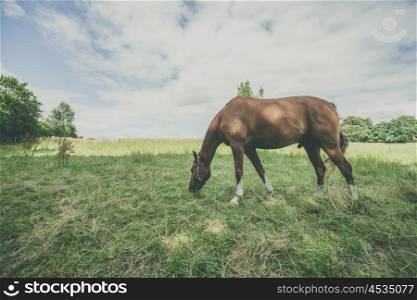 Brown stallion eating grass on a green meadow in the summer