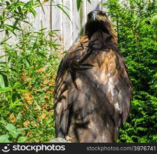 brown steppe eagle in closeup, a endangered big bird from europe.