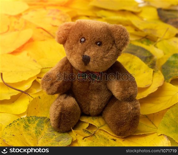 brown teddy bear sits on yellow dry apricot leaves, close up