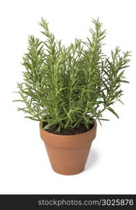 Brown terra cotta pot with fresh italian rosemary isolated on white background