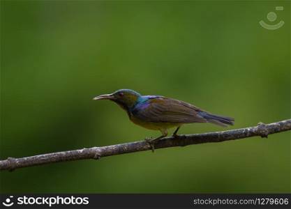 Brown-throated Sunbird is perching on branch.(Anthreptes malacensis)