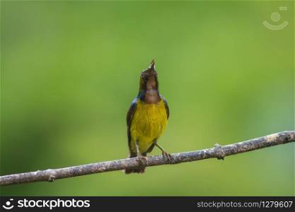 Brown-throated Sunbird is perching on branch.(Anthreptes malacensis)