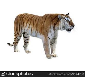 Brown Tiger On White Background