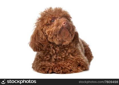 Brown toy poodle with classic grooming in a pose
