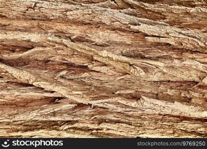 Brown tree bark wood texture background