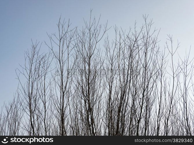 brown tree branches of willow with blue sky as walpaper background