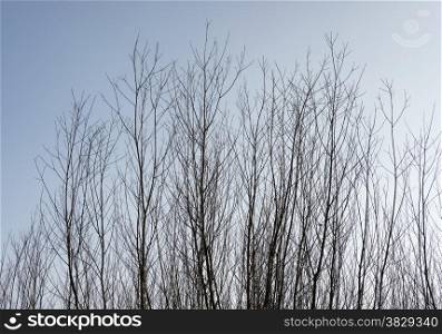 brown tree branches of willow with blue sky as walpaper background