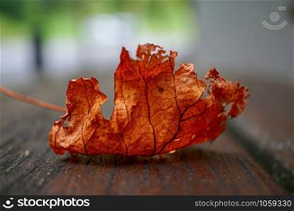 brown tree leaf in autumn in the nature, autumn colors