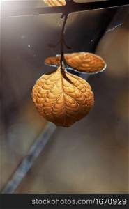 brown tree leaves in autumn season