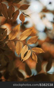 brown tree leaves in autumn season