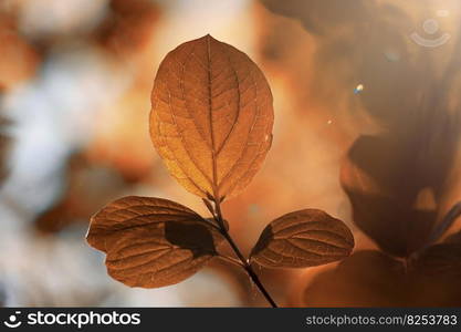 brown tree leaves in fall season, autumn leaves, brown backgrounds