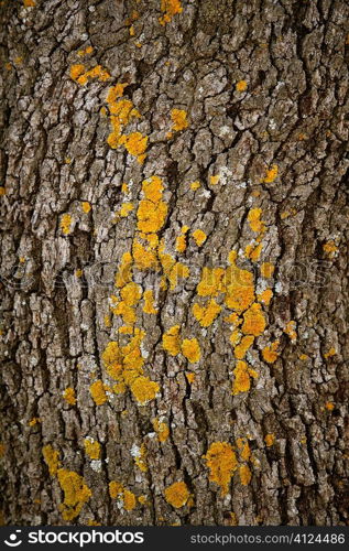 Brown tree trunk texture background in nature