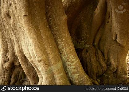 Brown tree trunk texture background in nature