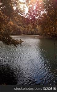 brown trees in the lake in autumn, autumn colors in the nature