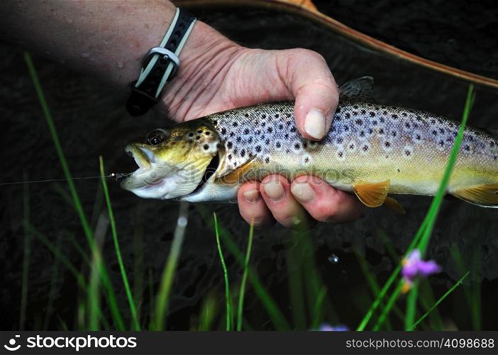 Brown trout caught by a female senior citizen flyfishing on the Firehole River in Yellowstone National Park. About to be released.