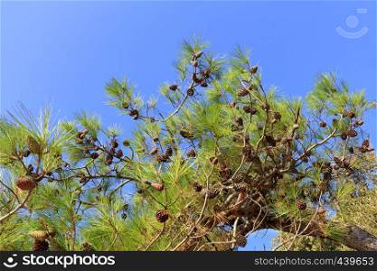 Brown trunk of the mediterranean spruce with a branch of green pine needles and pine cones against the blue sky with space for copy. A branch of the mediterranean spruce with cones against the blue sky