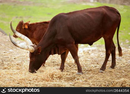 Brown Watusi watussi african bull couple