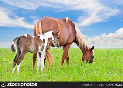 Brown white mare and foal with a blue sky background in a field of grass.&#xA;