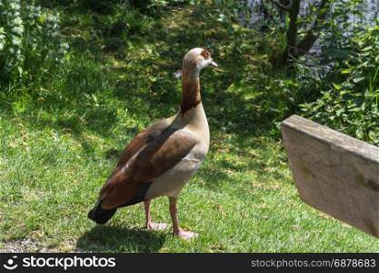 Brown wild goose standing on a green meadow on the banks of a pond.