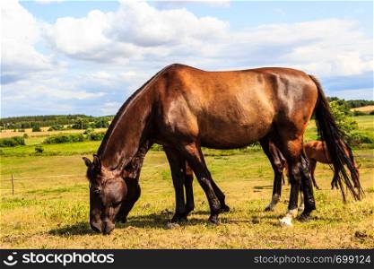 Brown wild horse on meadow idyllic field. Agricultural mammals animals in natural environment.. Brown wild horse on meadow idyllic field