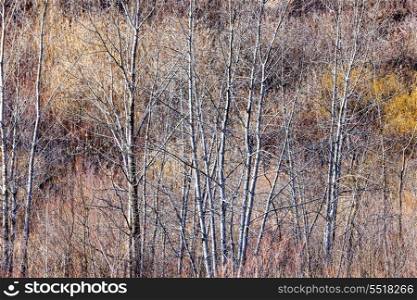 Brown winter forest with bare trees. Nature landscape of brown winter woodland with bare trees and dry grasses