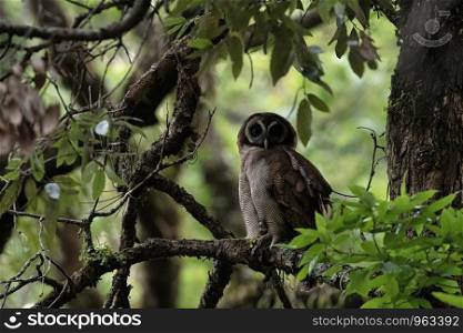 Brown wood owl, Strix leptogrammica, Sattal, Nainital, Uttarakhand, India