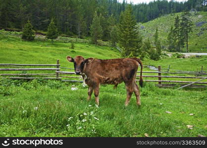 Brown young calf in green mountain meadow