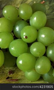 Brunch of green grapes laying