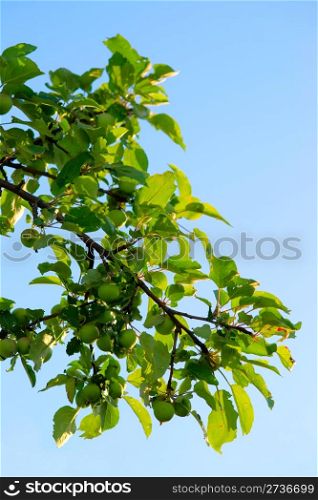 Brunch with green apples on the blue sky background