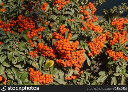 Brush berry. Orange autumn berries of Pyracantha with green leaves on a bush. Orange autumn berries of Pyracantha with green leaves on a bush. Brush berry