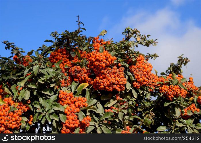 Brush berry. Orange autumn berries of Pyracantha with green leaves on a bush. Orange autumn berries of Pyracantha with green leaves on a bush. Brush berry