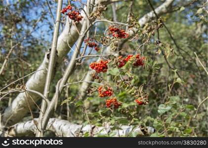 Brush red elderberries in nature