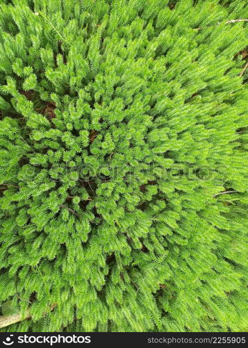 brushwood of Hypnum cupressiforme in forest. green texture. natural texture. green plant growing in forest. wood plant. Natural pattern. green wallpaper. brushwood of Hypnum cupressiforme in the forest