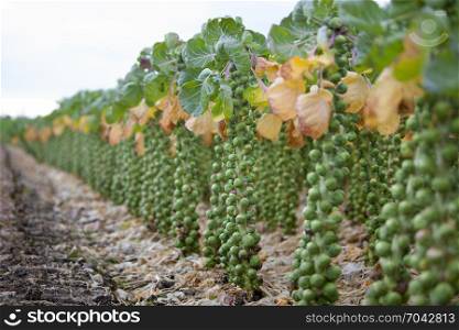 brussel sprouts in dutch field in the netherlands ready for harvest in autumn