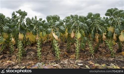 brussel sprouts in dutch field in the netherlands ready for harvest in autumn