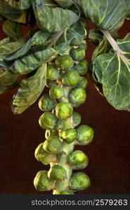 Brussels Sprout (Brassica oleracea) Forerunners to modern Brussels sprouts were likely cultivated in ancient Rome. Brussels sprouts as we now know them were grown possibly as early as the 1200s in what is now Belgium.