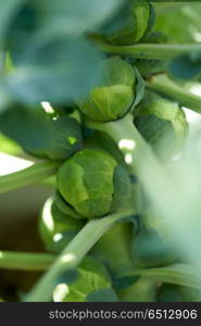 Brussels sprouts in a plant at orchard. Brussels sprouts in a plant at orchard field