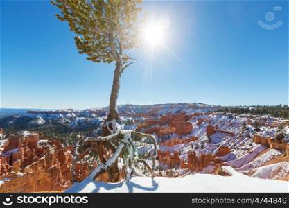 Bryce canyon with snow in winter season.