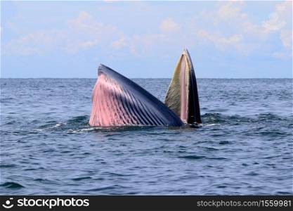Bryde&rsquo;s whale or Eden&rsquo;s whale in gulf of Thailand