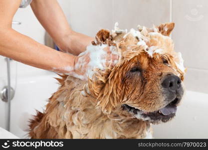 Bubble Bath a lovely dog chow chow