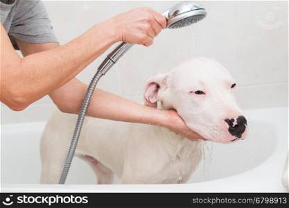 Bubble Bath a lovely dog dogo argentino