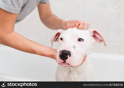 Bubble Bath a lovely dog dogo argentino